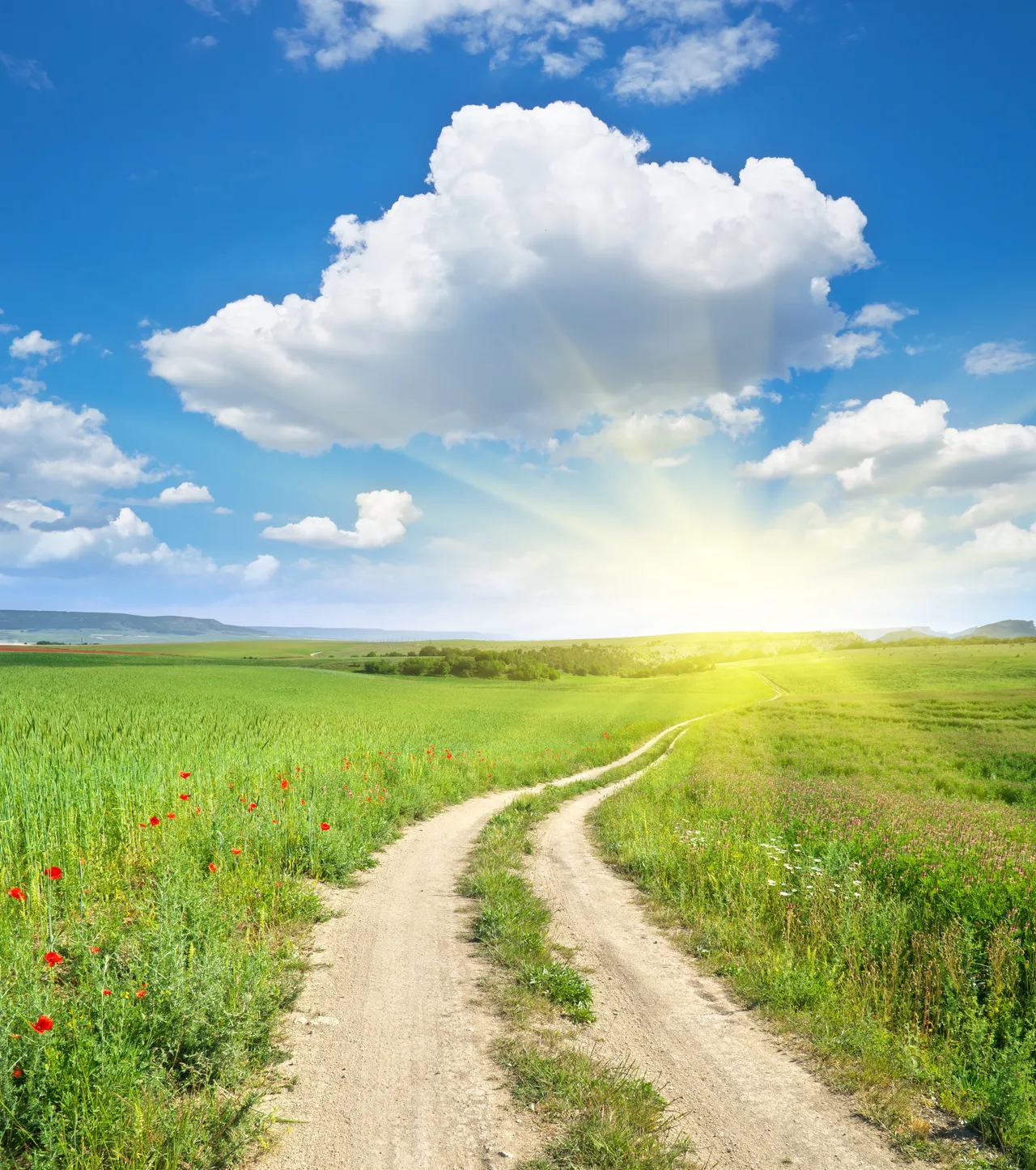 Paysage rural avec chemin de terre traversant champs verts, ciel bleu, nuages blancs, soleil à l'horizon, fleurs rouges au premier plan.